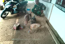 Babinsa Koramil 03/Suliki Perhatikan Asupan Nutrisi Ayam Kalkun