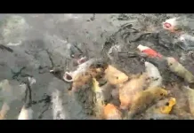 Ikan Larangan Gelora Lubuk Sikaping Jadi Destinasi Edukasi