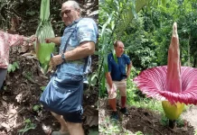 Bunga Bangkai Raksasa Mekar di Agam Jadi Magnet Turis Asing