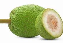 Beragam Manfaat Buah Sukun bagi Kesehatan