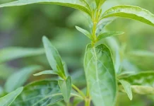 Berbagai Manfaat Sambiloto untuk Kesehatan