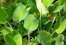 Genjer, dan Berbagai Manfaatnya Untuk Tubuh