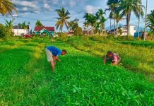 Koramil 05/Harau Laksanakan Perawatan Kangkung