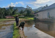 Babinsa Koramil 08/Akabiluru Siapkan Lahan