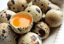 Keistimewaan Telur Puyuh untuk Kesehatan