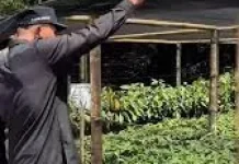 Pemko Limapuluhkota Serahkan Bantuan Bibit Kakao HIbrida 2026