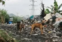 Cara Menyikapi Anjing Liar di Lingkungan Permukiman