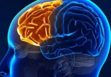 Tips Meningkatkan Daya Ingat, dan Terhindar dari Mudah Lupa