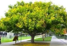 Pohon yang Berperan Penting dalam Mencegah Kekeringan