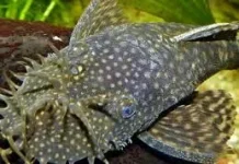 Kenapa Ikan Sapu-Sapu Disebut Hama?