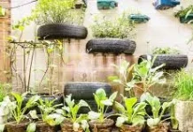 Urban Gardening di Rumah, Kenapa Tidak?
