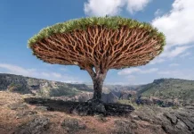Pulau Socotra, Salah Satu Tempat Paling Unik di Bumi