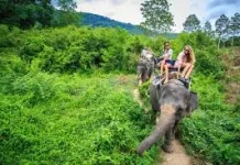 Wisata Naik Gajah Resmi Dilarang Demi Kesejahteraan Satwa