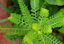 Sejuta Manfaat dari Daun Meniran