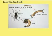 Mengenal Daur Hidup Nyamuk
