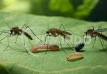 Cara Memutus Rantai Hidup Nyamuk yang Tepat