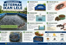 Panduan Beternak Ikan Lele untuk Pemula hingga Sukses