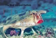 Ikan kelelawar bibir merah