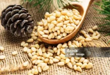 Inilah Beragam Manfaat Kacang Pinus