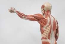 Manfaat Optimal Membangun Massa Otot Bagi Kesehatan