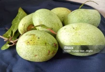 Inilah Beragam Manfaat Mangga Manalagi
