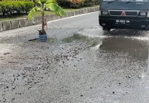 Antisipasi Laka, Kondisi Jalan Berlubang Lubukbasung Mulai Ditanami Pohon Pisang