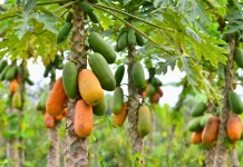 Ragam Manfaat Buah Pepaya Bagi Kesehatan Tubuh