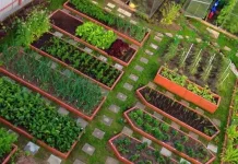 Ragam Manfaat Berkebun di Rumah untuk Kesehatan