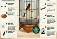 Tips Memilih Sangkar Murai untuk Lomba