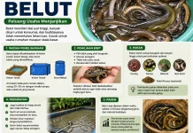 Beternak Belut Peluang, "Usaha Menjanjikan dengan Perawatan Mudah"