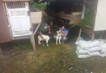 Babinsa Suliki Kembangkan Ternak Kambing Dorong Ekonomi Warga