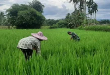 Babinsa Akabiluru Bersama Petani Bersihkan Gulma Pematang Sawah