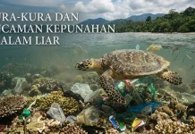 Kura-Kura dan Ancaman Kepunahan di Alam Liar