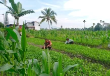 Babinsa Harau Kembangkan Pertanian Kangkung Dorong Ekonomi Warga