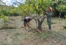 Babinsa Harau Rawat Tanaman Kakao, Dukung Program Prajurit Produktif