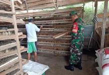 Babinsa Pangkalan Kembangkan Ternak Puyuh, Dorong Kemandirian Ekonomi Keluarga