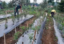Babinsa Payakumbuh Rawat Tanaman Cabai, Dukung Ketahanan Pangan di Tanjung Pauh