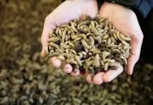 Peran Penting Maggot dalam Menjaga Kelestarian Alam