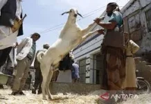 Semarak jelang Idul Adha Persiapan Kurban Mulai Terasa