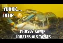Cara Mengawinkan Lobster Air Tawar