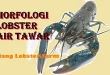 Mengenal Morfologi Lobster Air Tawar