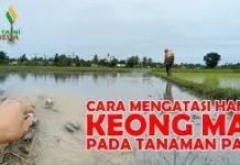 Cara Menangani Hama Keong pada Padi