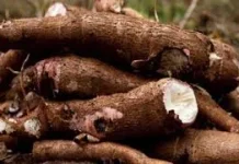 Singkong Menyimpan Fakta Unik, dan Manfaat Luar Biasa