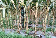 Babinsa Koramil 03 Suliki Bantu Warga Siangi Jagung Dukung Ketahanan Pangan