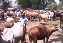Pasar Ternak Payakumbuh, dan Tradisi jual Beli Sapi yang Masih Masih Bertahan