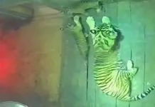 Dua Anak Harimau Sumatra Lahir di Taman Satwa Lembah Hijau Lampung