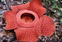 Kecamatan Palupuh di Kabupaten Agam, "Permata Tersembunyi Minangkabau"