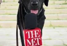 Bintang Tak Terduga: Luna si Anjing K9 Curi Perhatian di MET Gala 2026