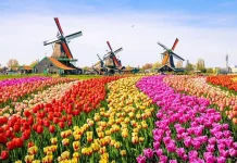 Kenapa Bunga Tulip Banyak Tumbuh di Belanda?Ini Faktor Penyebabnya