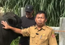 Dua Sapi Unggul Asal Agam Terpilih Sebagai Hewan Kurban Presiden Prabowo Subianto